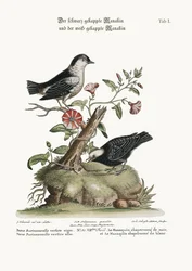 The Black-capped Manakin and the White-capped Manakin
